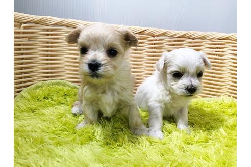 成約済の秋田県のチワマル:チワワ×マルチーズ-73013の10枚目