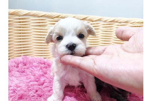 成約済の秋田県のチワマル:チワワ×マルチーズ-72055の19枚目