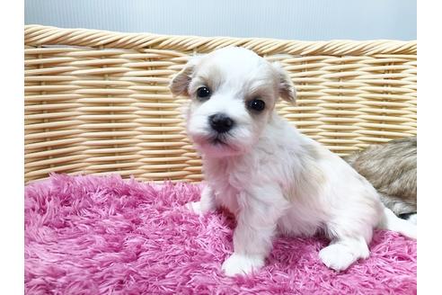 成約済の秋田県のチワマル:チワワ×マルチーズ-72055の18枚目