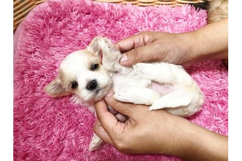 成約済の秋田県のチワマル:チワワ×マルチーズ-72055の17枚目