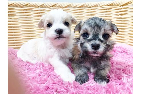 成約済の秋田県のチワマル:チワワ×マルチーズ-72055の16枚目