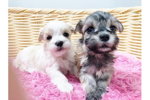 成約済の秋田県のチワマル:チワワ×マルチーズ-72055の15枚目