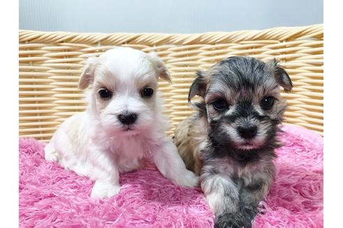 成約済の秋田県のチワマル:チワワ×マルチーズ-72055の14枚目