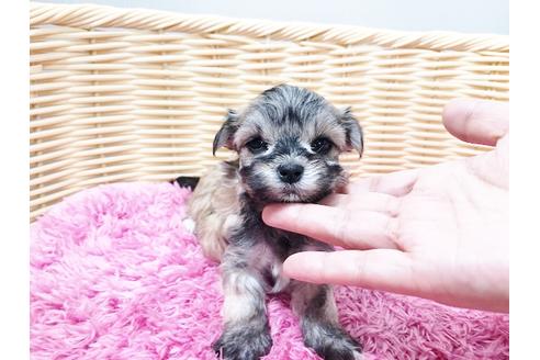 成約済の秋田県のチワマル:チワワ×マルチーズ-73014の21枚目