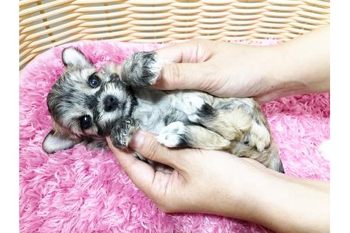 成約済の秋田県のチワマル:チワワ×マルチーズ-73014の20枚目