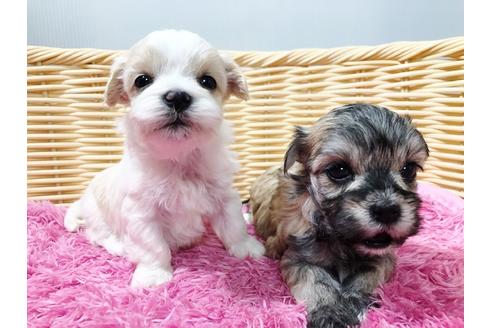 成約済の秋田県のチワマル:チワワ×マルチーズ-73014の16枚目