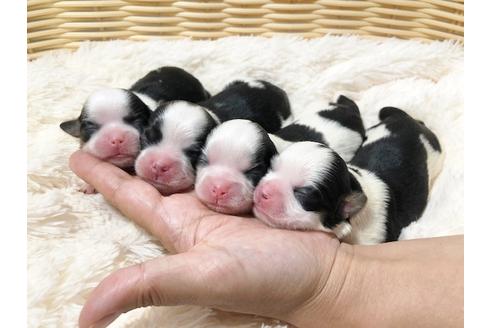 成約済の秋田県のミックス犬-73015の17枚目