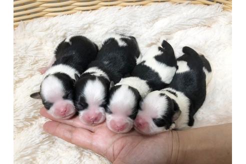 成約済の秋田県のミックス犬-73015の16枚目