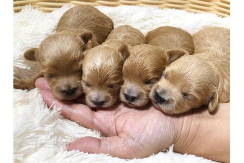 成約済の秋田県のミックス犬-73016の19枚目