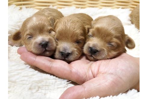 成約済の秋田県のミックス犬-73016の18枚目