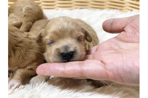 成約済の秋田県のミックス犬-73016の17枚目