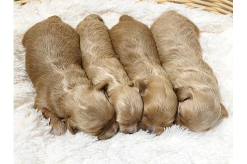 成約済の秋田県のミックス犬-73016の16枚目