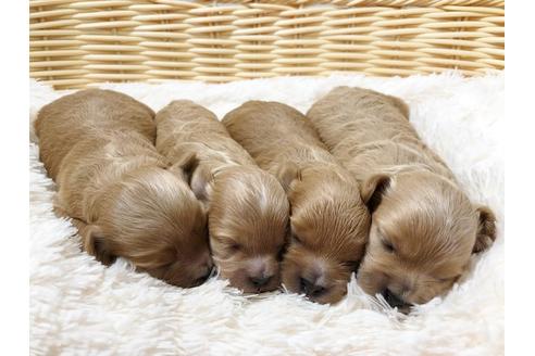 成約済の秋田県のミックス犬-73016の15枚目