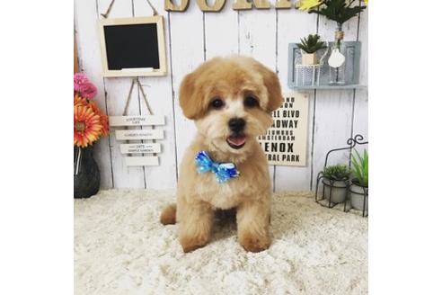 成約済の秋田県のミックス犬-73016の14枚目