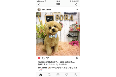 成約済の秋田県のミックス犬-73016の13枚目