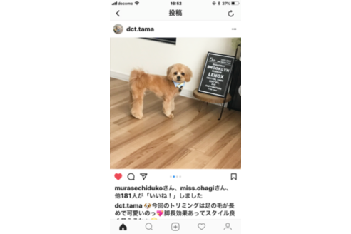 成約済の秋田県のミックス犬-73016の12枚目