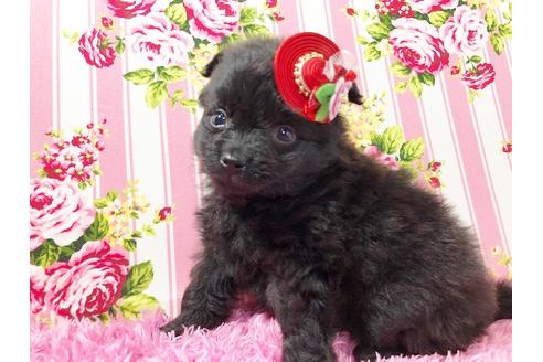 成約済の秋田県のポメプー:ポメラニアン×トイプードル-73021の2枚目