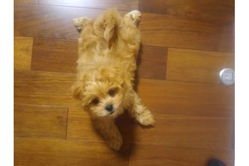 成約済の秋田県のミックス犬-73016の11枚目