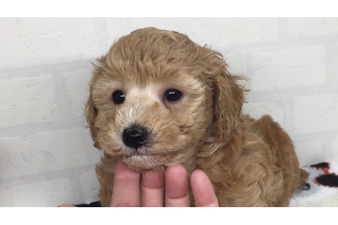 北海道のトイプードル 女の子 19 04 29生まれ アプリコット 子犬id ブリーダーナビ