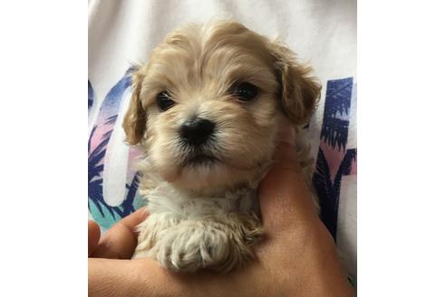 成約済の静岡県のマルプー:マルチーズ×トイプードル-71329