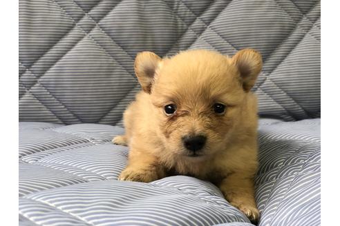 成約済の三重県のポメラニアン-71196の1枚目