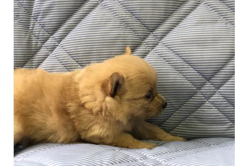 成約済の三重県のポメラニアン-71196の2枚目