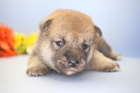 成約済の愛知県の柴犬-73060の10枚目