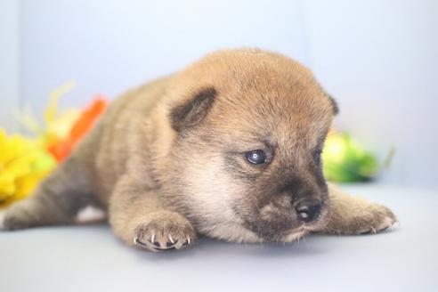 成約済の愛知県の柴犬-73060の9枚目