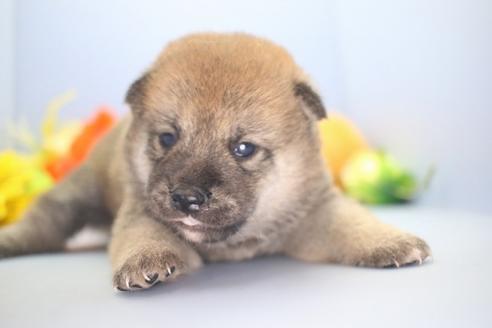 成約済の愛知県の柴犬-73060の8枚目