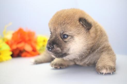 成約済の愛知県の柴犬-73060の6枚目