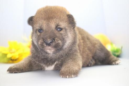 成約済の愛知県の柴犬-73061の1枚目