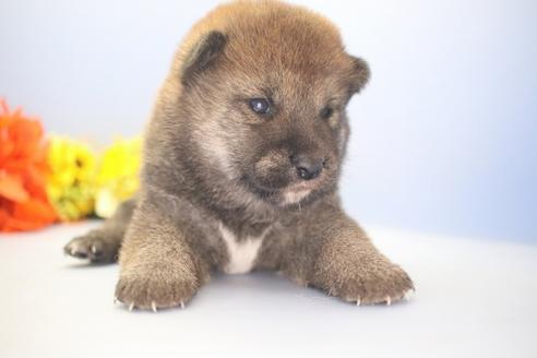 成約済の愛知県の柴犬-73061の3枚目