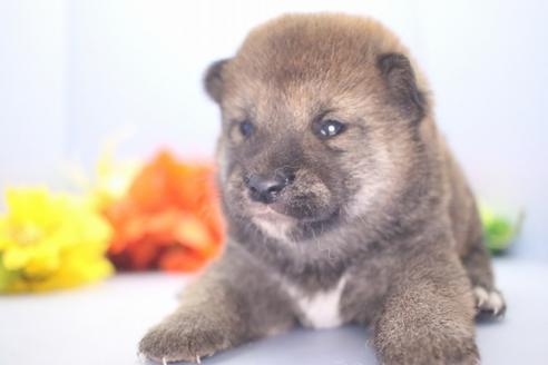 成約済の愛知県の柴犬-73061の2枚目