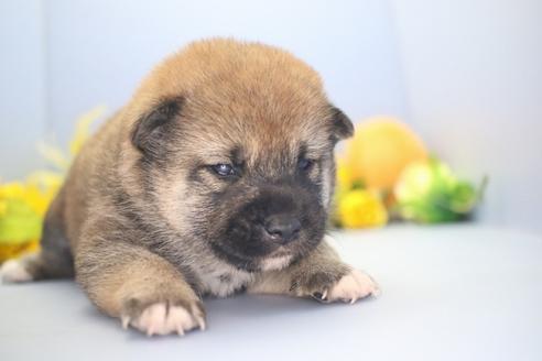 成約済の愛知県の柴犬-73062の10枚目