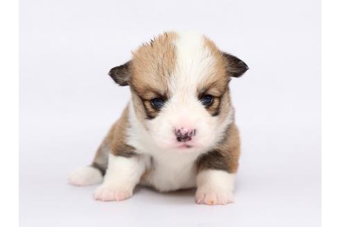 成約済の栃木県のウェルシュコーギーペンブローク-73072