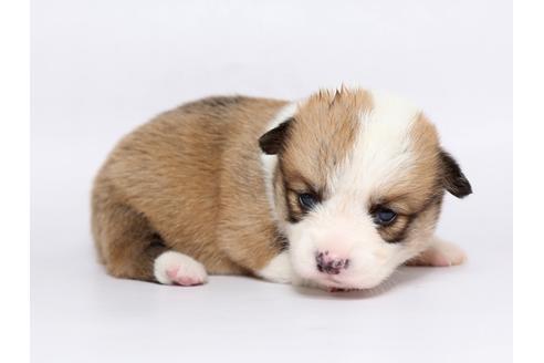 成約済の栃木県のウェルシュコーギーペンブローク-73072の3枚目