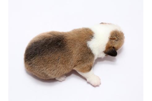 成約済の栃木県のウェルシュコーギーペンブローク-73072の2枚目