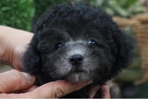 成約済の京都府のティーカッププードル-71818の4枚目