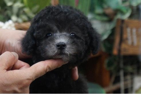 成約済の京都府のティーカッププードル-71818の3枚目