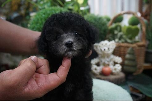 成約済の京都府のティーカッププードル-71818の2枚目