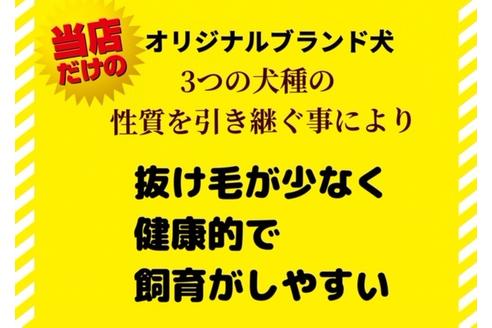 成約済の秋田県のミックス犬-73016の10枚目