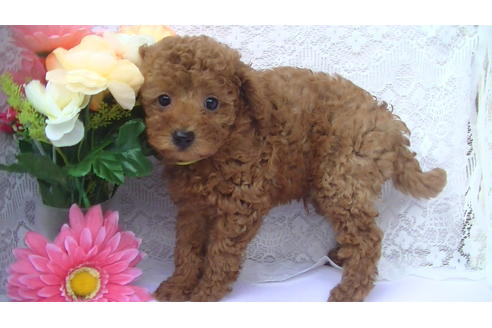 成約済の福岡県のタイニープードル-70256の3枚目