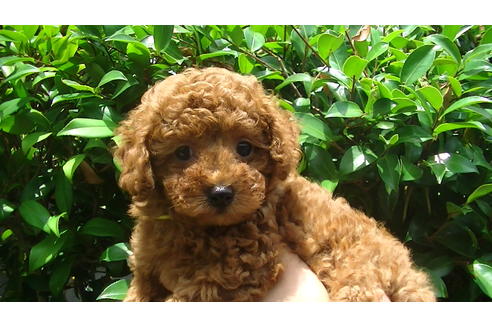 成約済の福岡県のタイニープードル-70256の2枚目