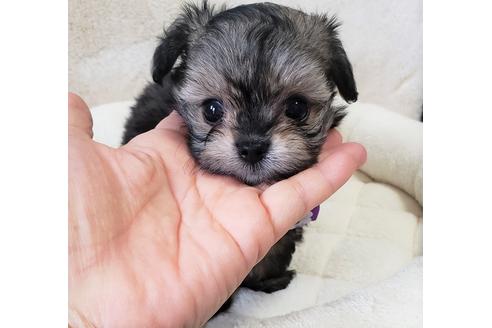 成約済の沖縄県のミックス犬-72979の1枚目