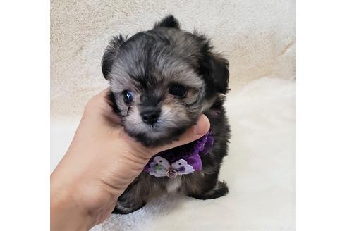 成約済の沖縄県のミックス犬-72979の3枚目