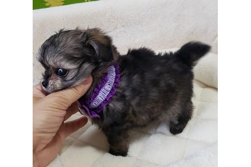 成約済の沖縄県のミックス犬-72979の2枚目