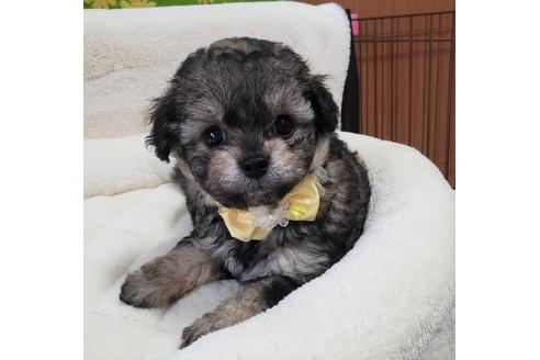 成約済の沖縄県のミックス犬-72974の1枚目