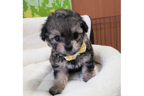 成約済の沖縄県のミックス犬-72974の3枚目