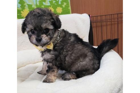 成約済の沖縄県のミックス犬-72974の2枚目