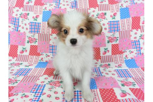 成約済の千葉県のパピヨン-71125